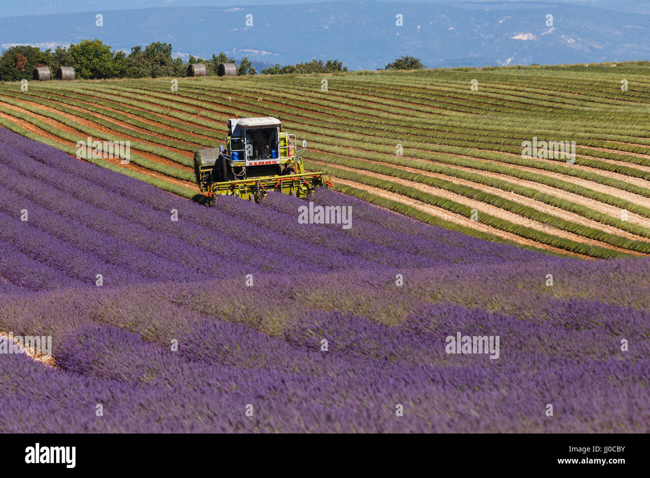 Lavanda mietitrice agricola Provenza Francia Foto Stock