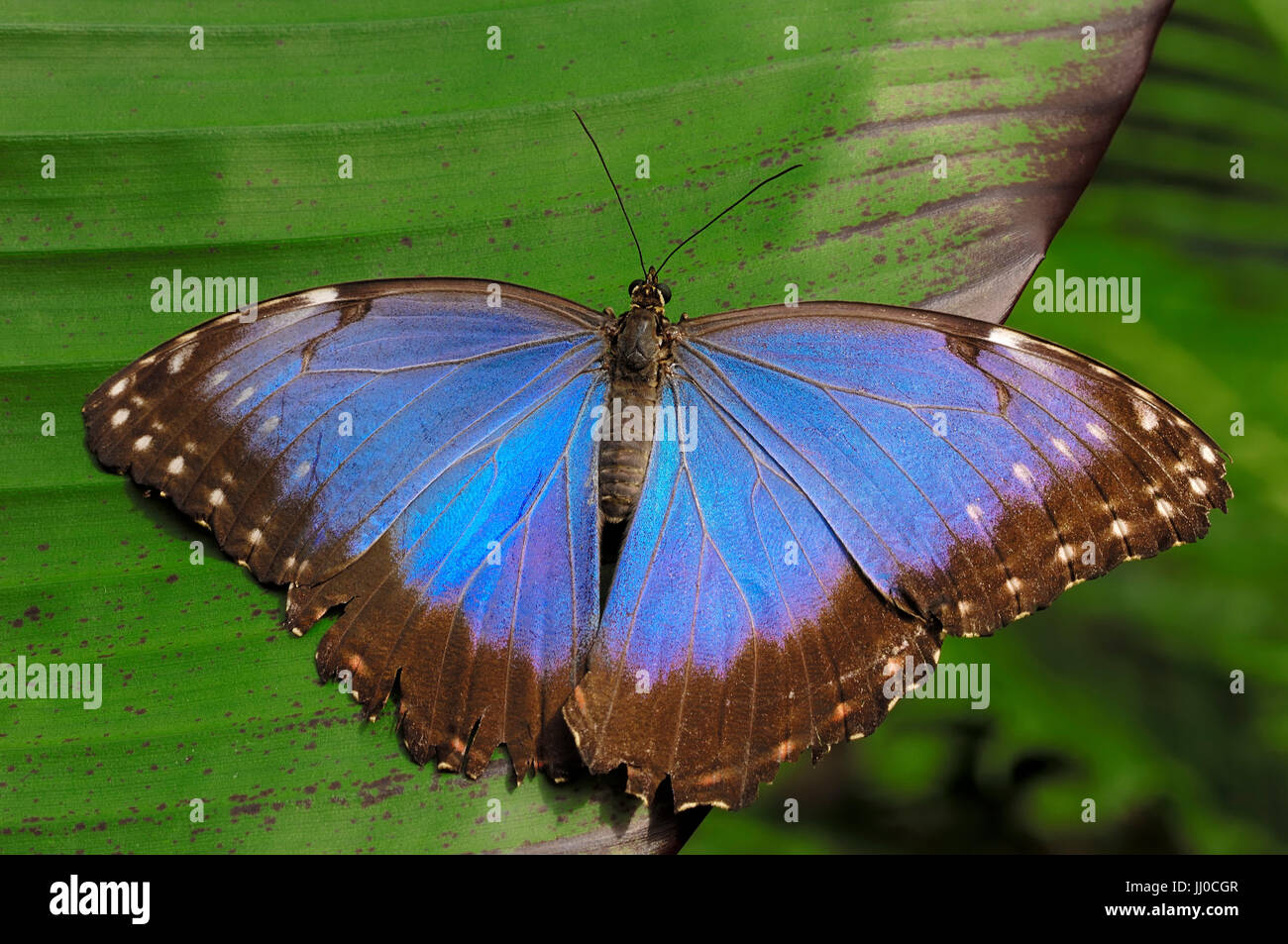 Blu Peleides morfo / (Morpho peleides) / Blu comune morfo Butterfly | Blauer Morphofalter / (Morpho peleides) Foto Stock