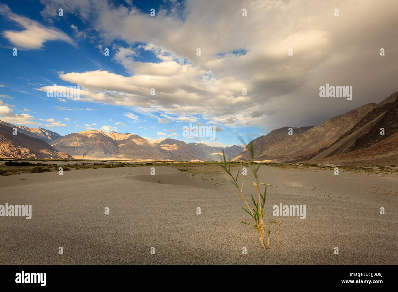 Dune di sabbia nella Valle di Nubra in Ladakh, Kashmir India Foto Stock