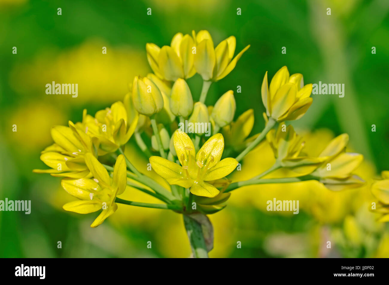 Golden aglio / (Allium moly) / Giallo Cipolla, Liliy porro | Gold-Lauch / (Allium moly) / Pyrenaeen-Gold-Lauch, Pyrenäen-Gold-Lauch Foto Stock