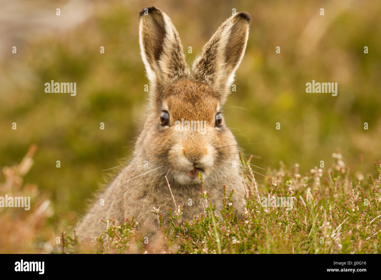 Mountain lepre (Lepus timidus) in heather a Scottish Moor Foto Stock