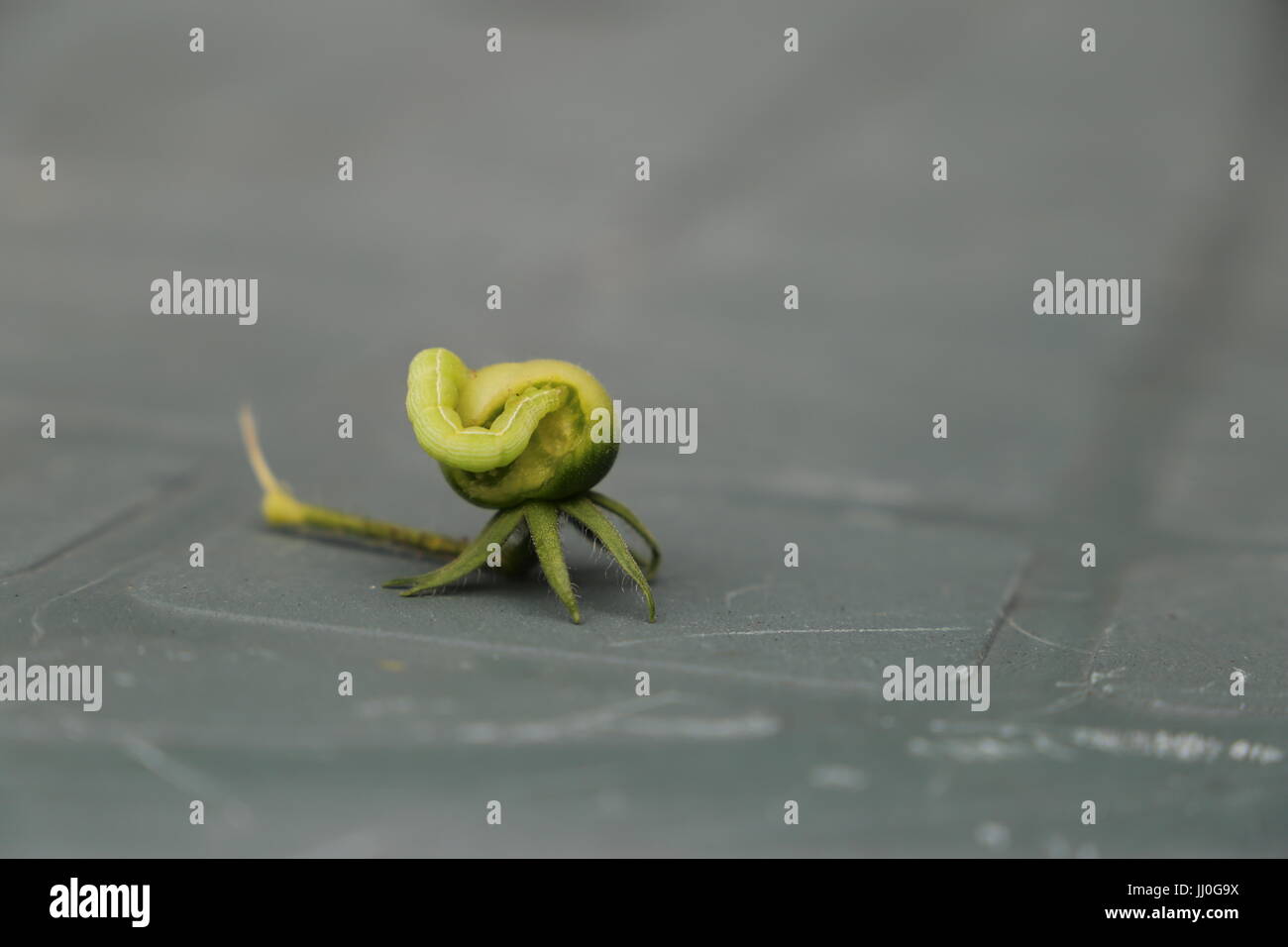 Verde caterpillar affamato mangia un pomodoro verde frutto Foto Stock