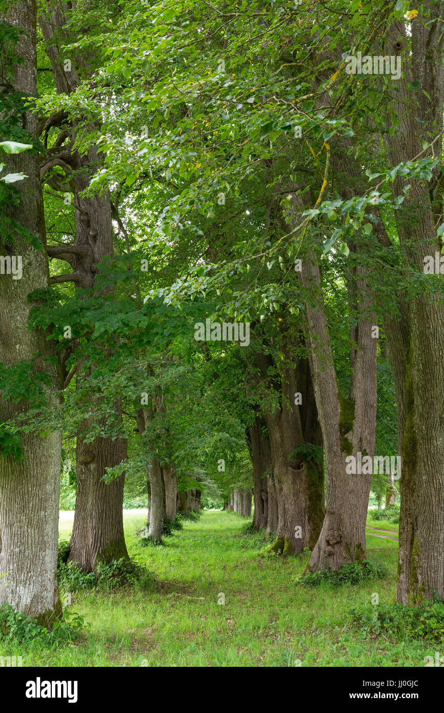 Avenue in Rosegg, Carinzia, Austria - avenue in Rosegg, Carinzia, Austria, Allee in Rosegg, Kärnten, Österreich - Avenue in Rosegg Foto Stock