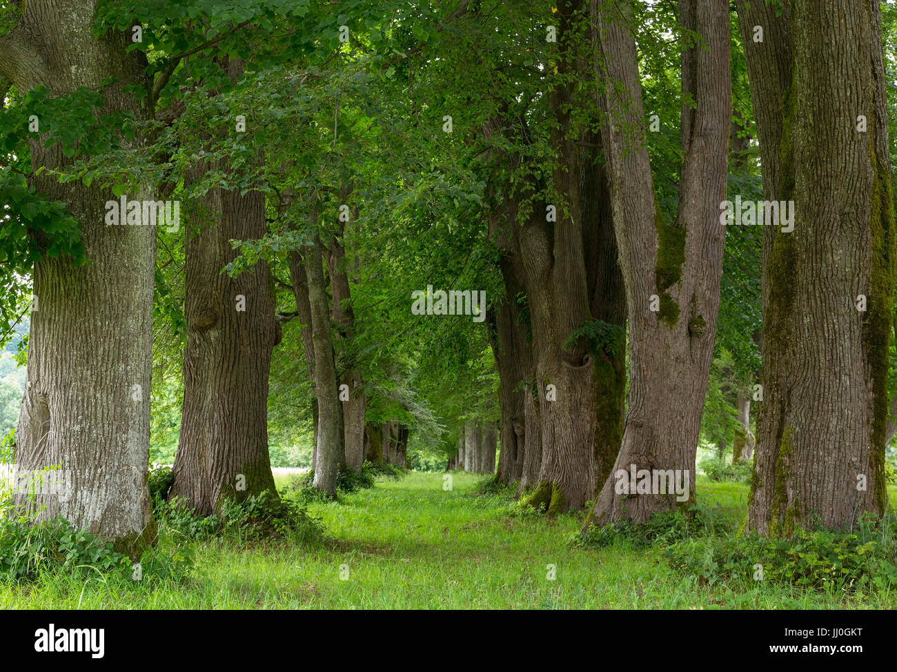 Avenue in Rosegg, Carinzia, Austria - avenue in Rosegg, Carinzia, Austria, Allee in Rosegg, Kärnten, Österreich - Avenue in Rosegg Foto Stock