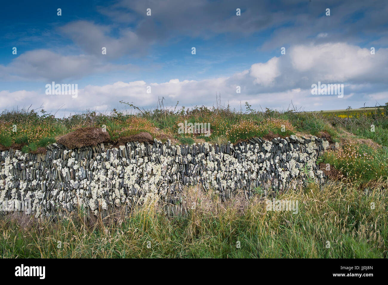 Fruiticose licheni crescono su un tradizionale Cornish siepe sulla West Pentire Headland. Foto Stock