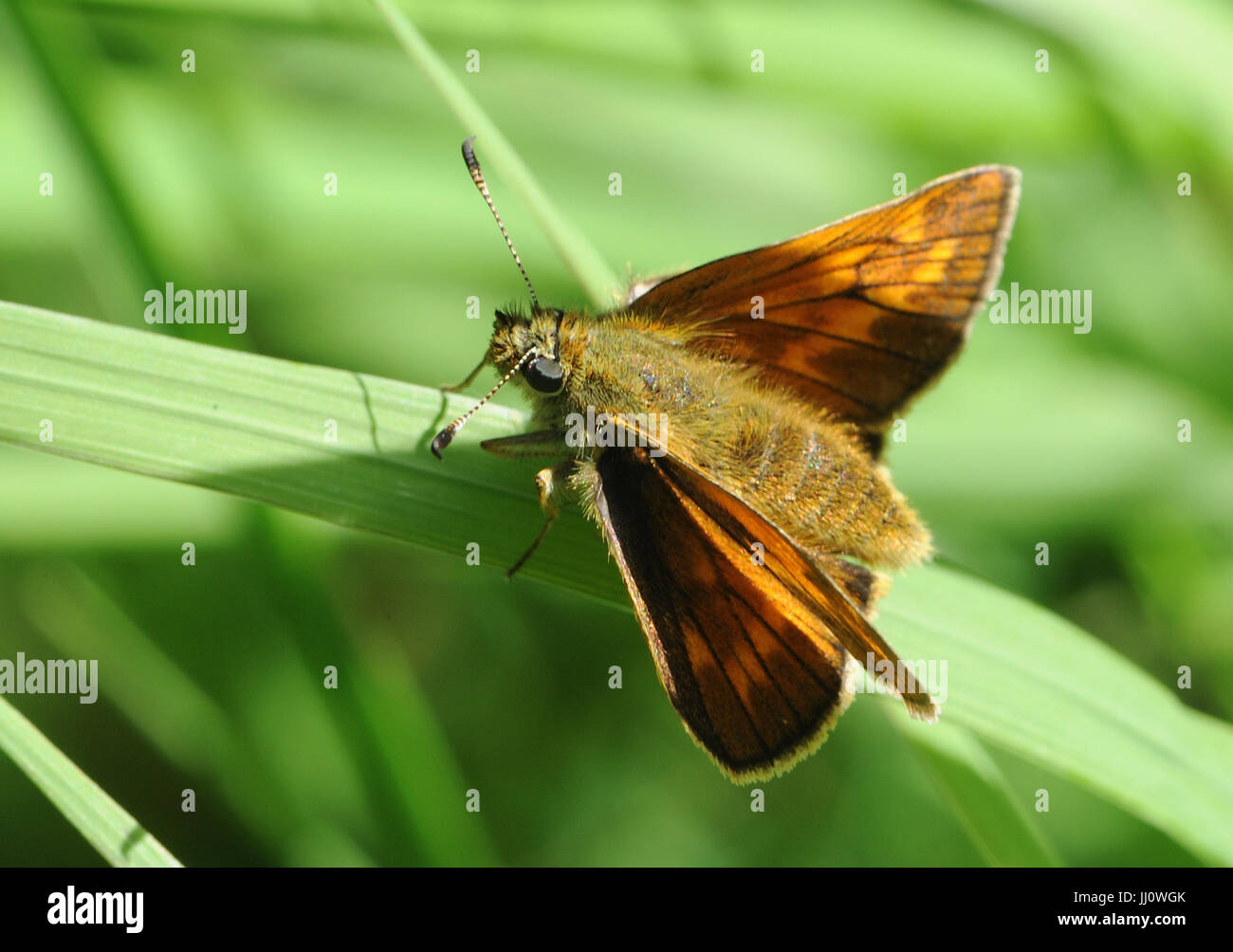 Una femmina di grandi skipper butterfly (Ochlodes Sylvanus) poggia su un gambo di erba. Bedgebury Forest, Kent, Regno Unito Foto Stock