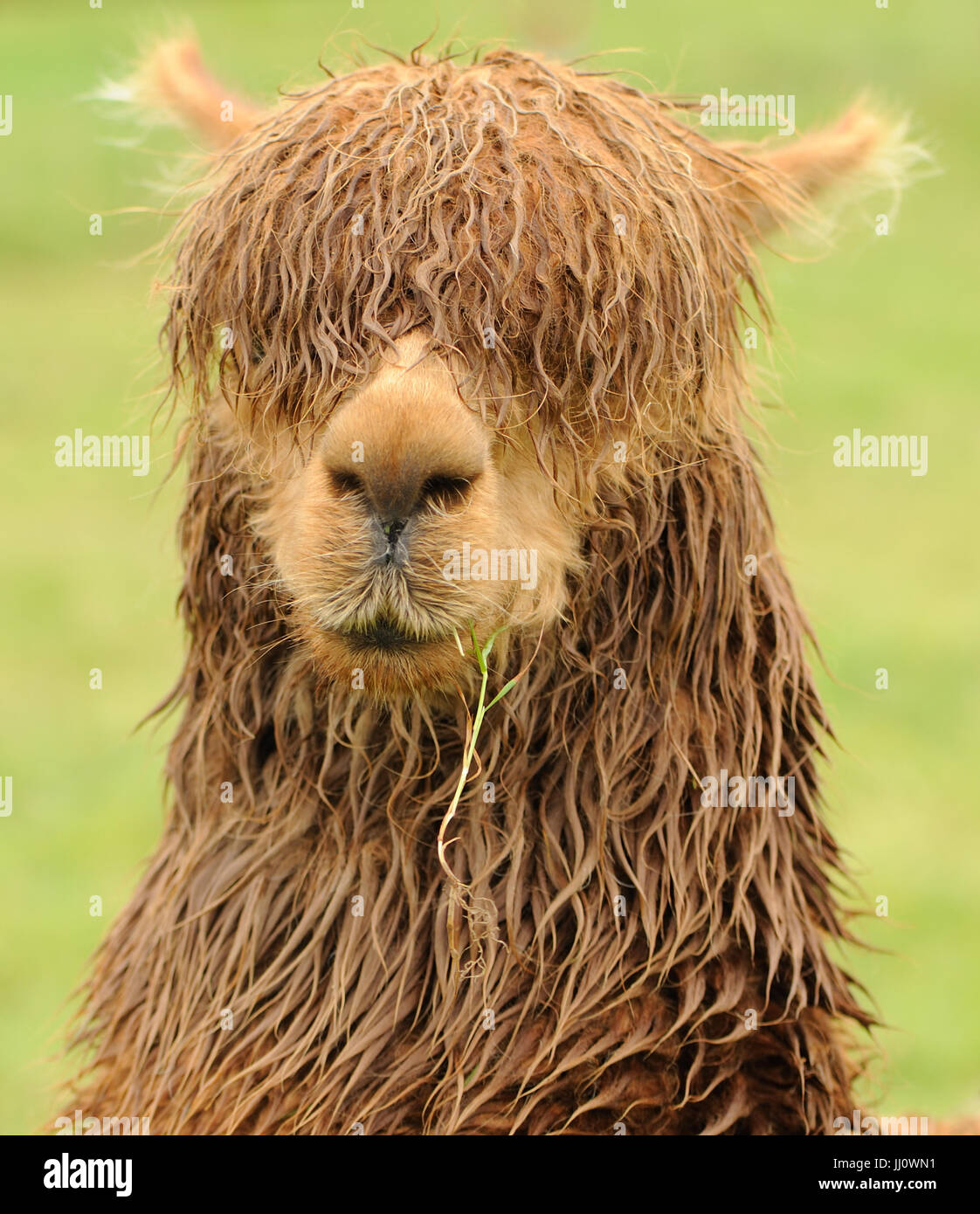 Ritratto di un marrone umido alpaca. Bedgebury Forest, Kent, Regno Unito. Foto Stock