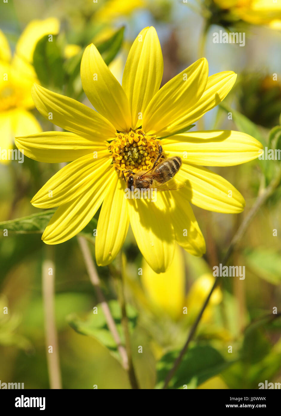 Un miele delle api (Apis mellifera) foraggi su un fiore giallo. A Henfield, Sussex, Regno Unito. Foto Stock