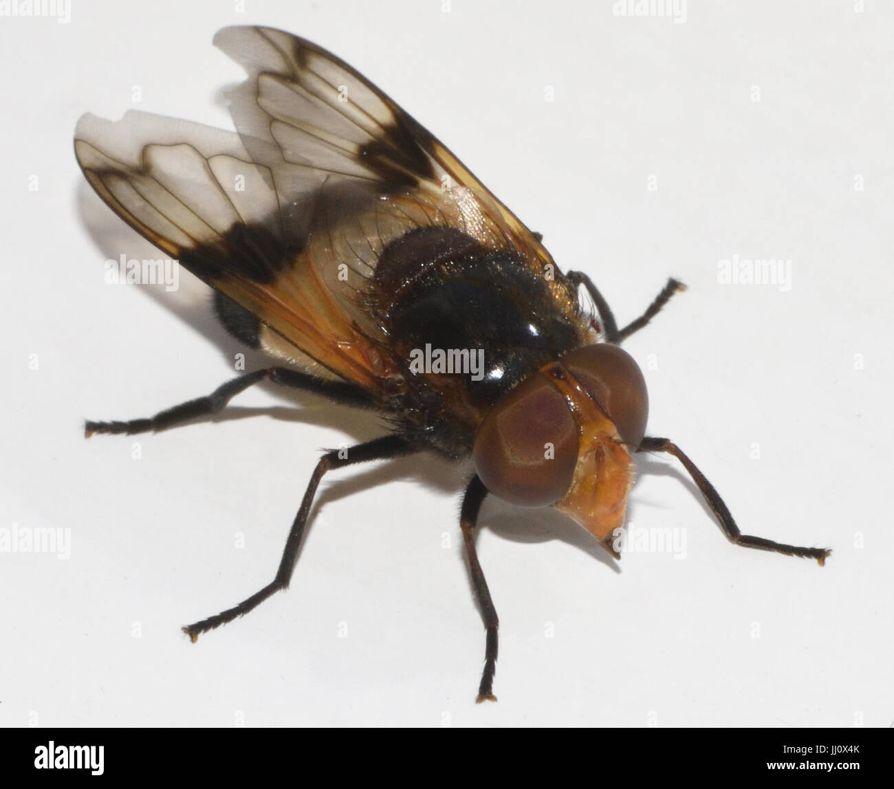 La Grande Pied-hoverfly o volare pellucida (Volucella pellucens) imita un' ape per dimensione, forma e colorazione come protezione dai predatori. Foto Stock