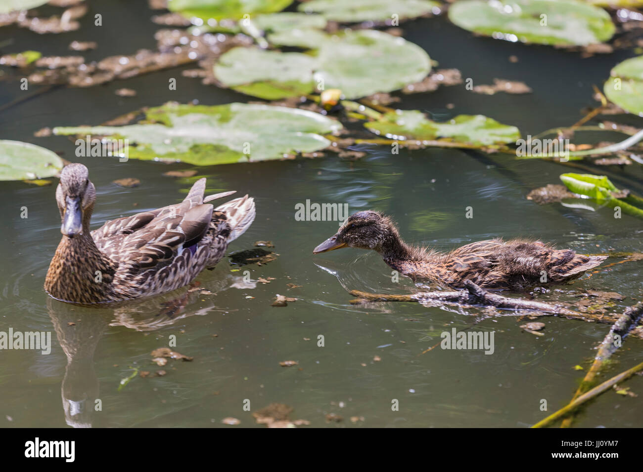 Canapiglia (Anas strepera), Drake su acqua Foto Stock