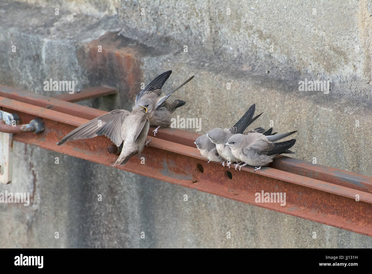 Famiglia di crag martin uccellini (Ptyonoprogne rupestris) essendo alimentato da uccello adulto a Rimplas nelle Alpi francesi Foto Stock