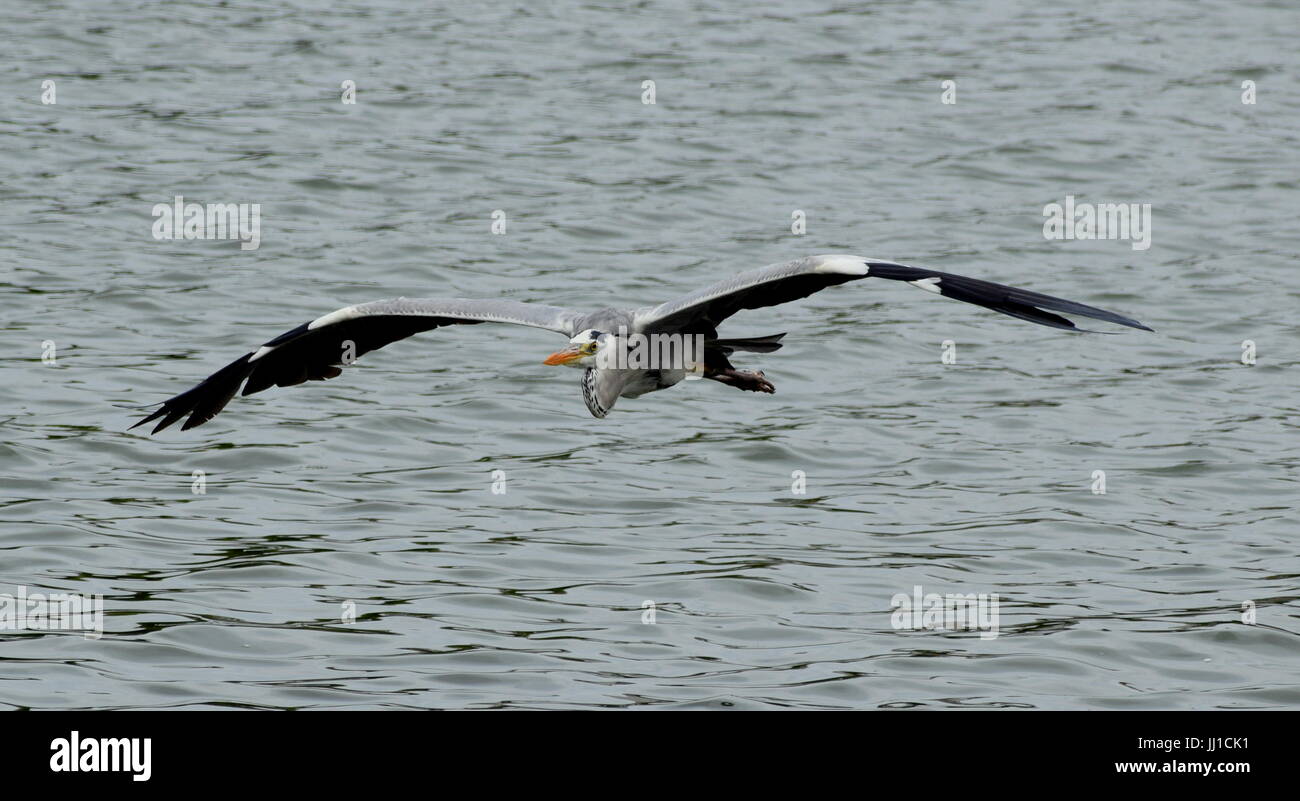 Airone blu basso volo sopra il lago. Le ali sono di toccare l'acqua. Foto Stock