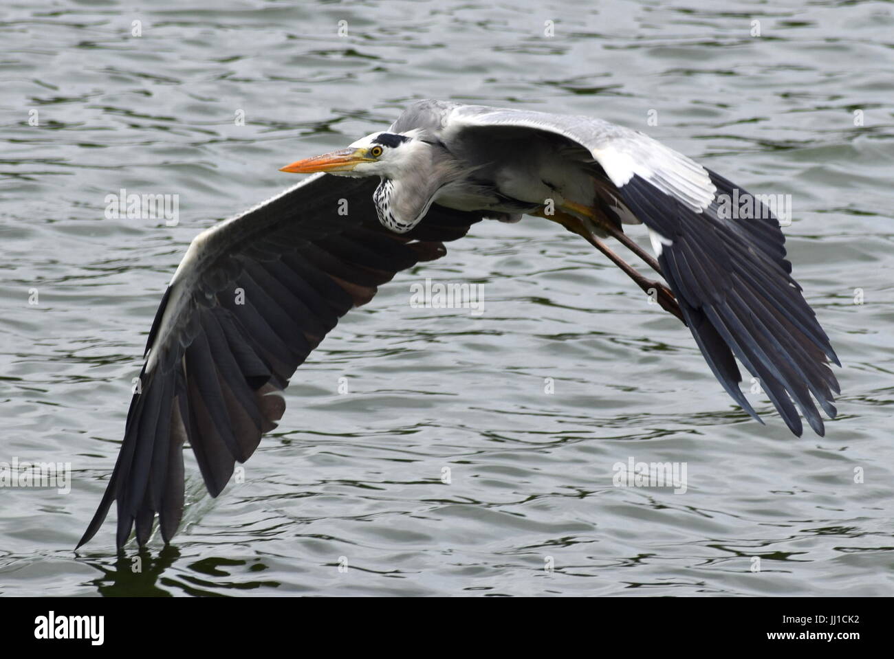 Airone blu basso volo sopra il lago. Le ali sono di toccare l'acqua. Foto Stock