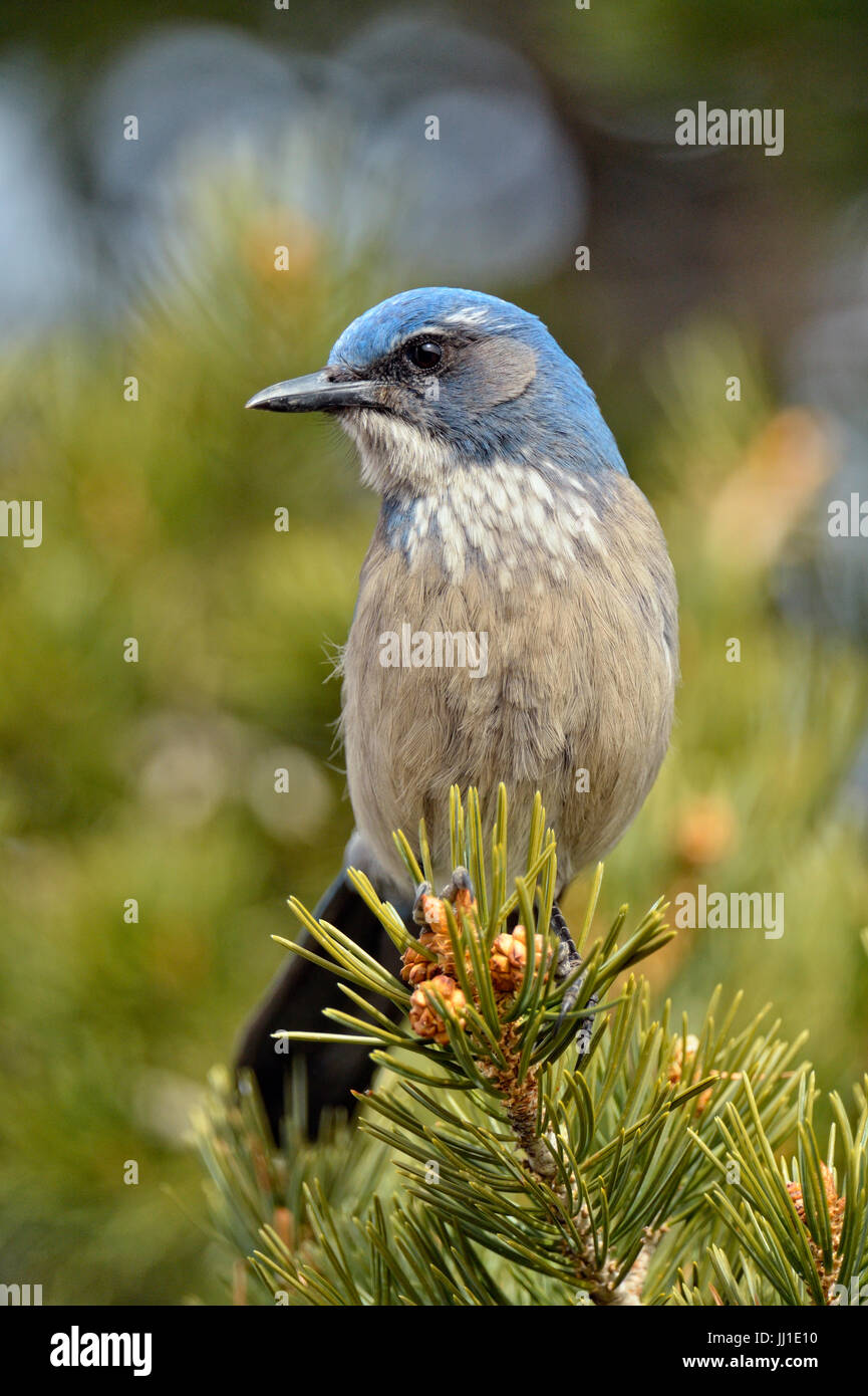 Pinyon jay (Gymnorhinus cyanocephalus), il Parco Nazionale del Grand Canyon, Arizona, Stati Uniti d'America Foto Stock