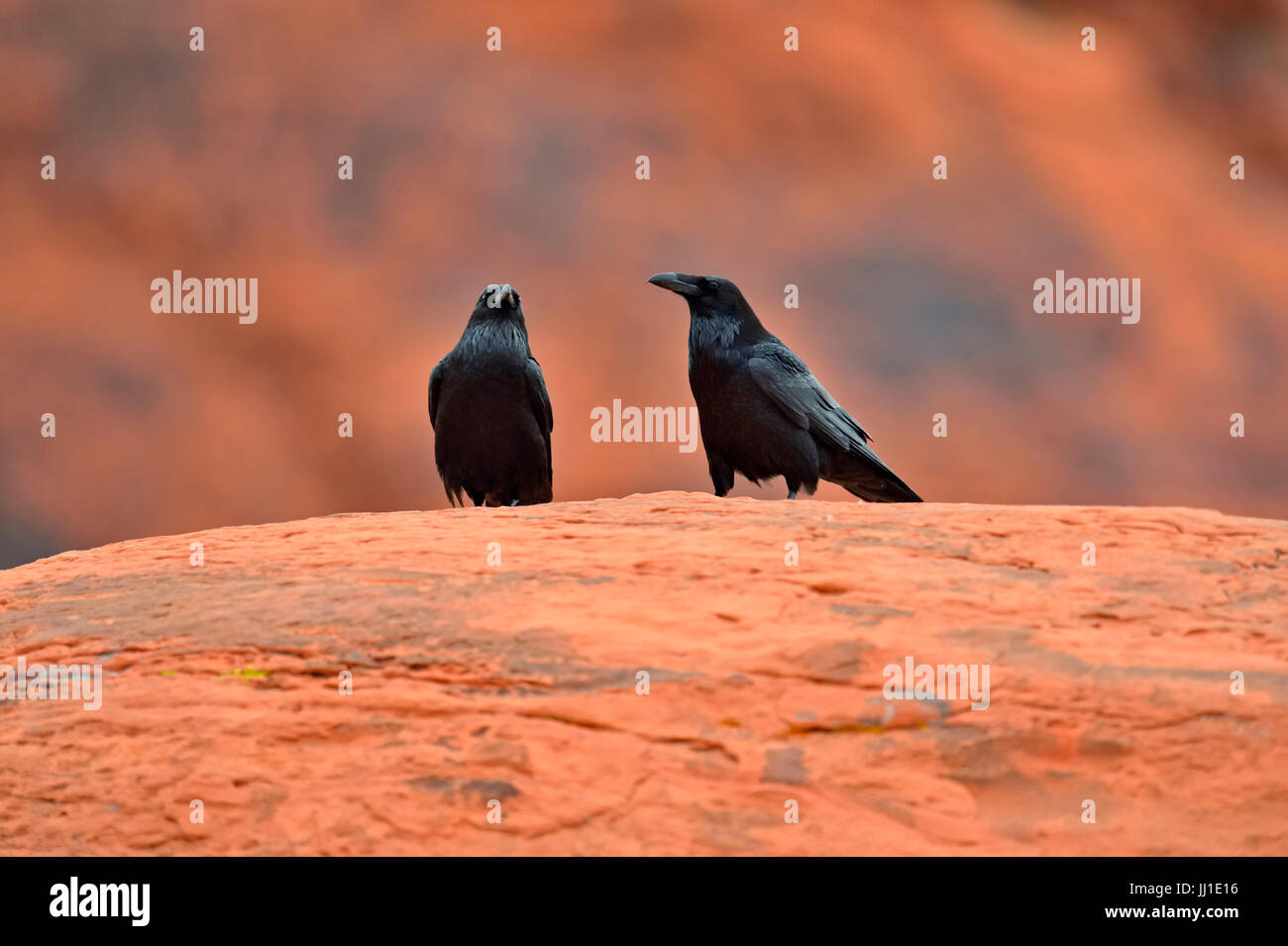 Comune di Corvo Imperiale (Corvus corax), coppia accoppiata appollaiato sulla pietra arenaria rossa, la Valle del Fuoco del parco statale, Nevada, STATI UNITI D'AMERICA Foto Stock