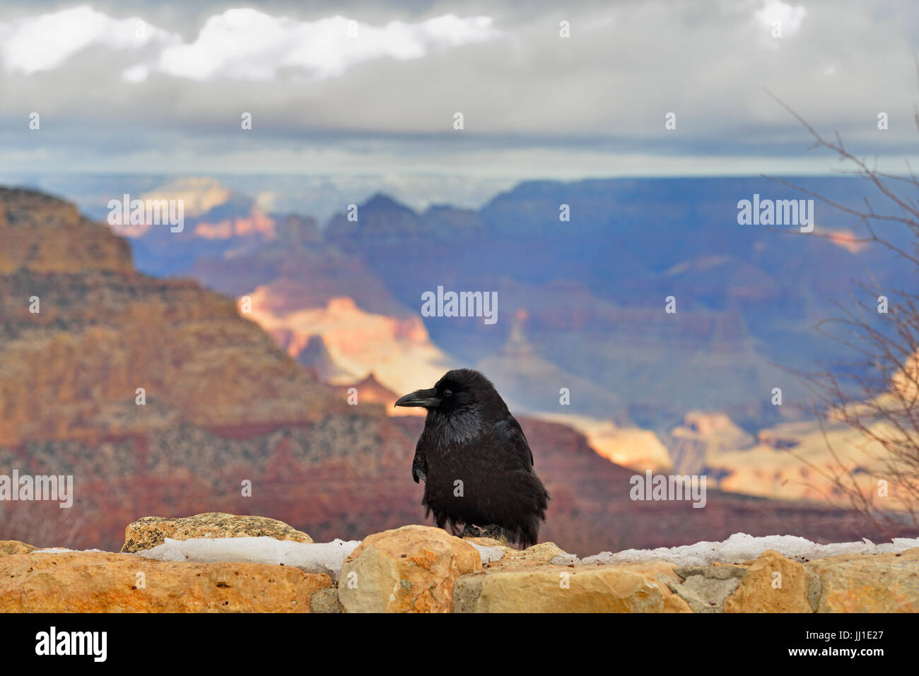 Comune di Corvo imperiale Corvus corax arroccato sul punto di vista della parete di ritegno affacciato sul bordo Sud del Grand Canyon, il Parco Nazionale del Grand Canyon, Arizona, Stati Uniti d'America Foto Stock