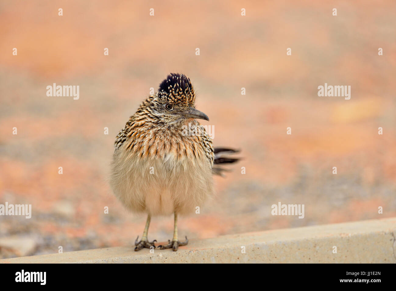 Maggiore Roadrunner (Geococcyx californianus), la caccia, la Valle del Fuoco del parco statale, Nevada, STATI UNITI D'AMERICA Foto Stock