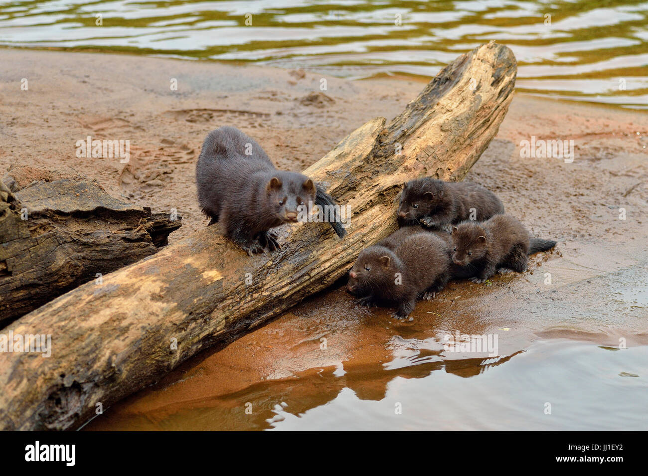 Mink (Mustela vison) Madre e cuccioli, captive, Minnesota wildlife Connessione, arenaria, Minnesota, Stati Uniti d'America Foto Stock