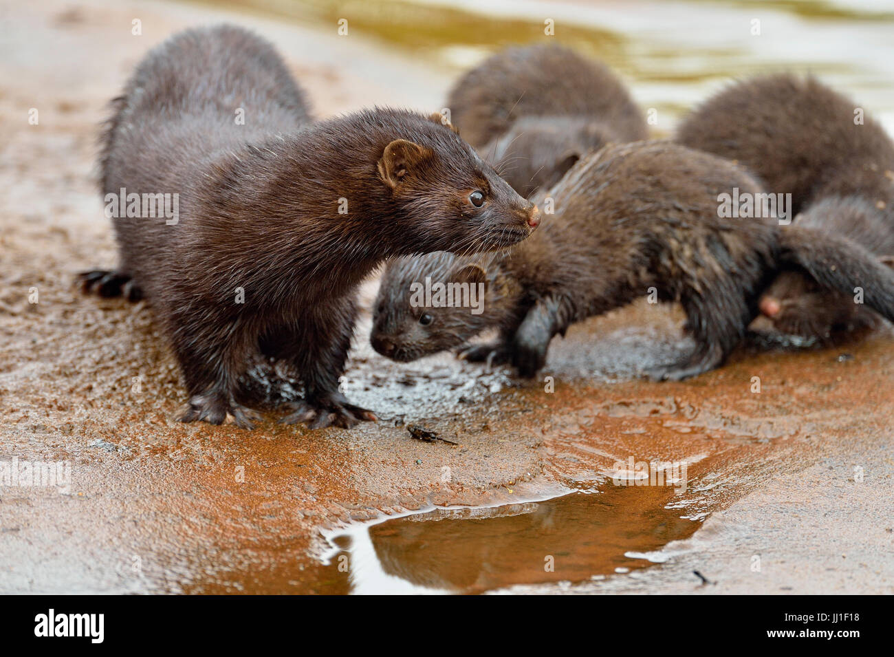 Mink (Mustela vison) Madre e cuccioli, captive, Minnesota wildlife Connessione, arenaria, Minnesota, Stati Uniti d'America Foto Stock