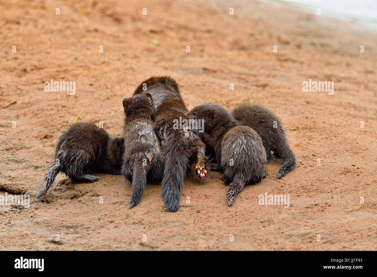 Mink (Mustela vison) Madre e cuccioli, captive, Minnesota wildlife Connessione, arenaria, Minnesota, Stati Uniti d'America Foto Stock