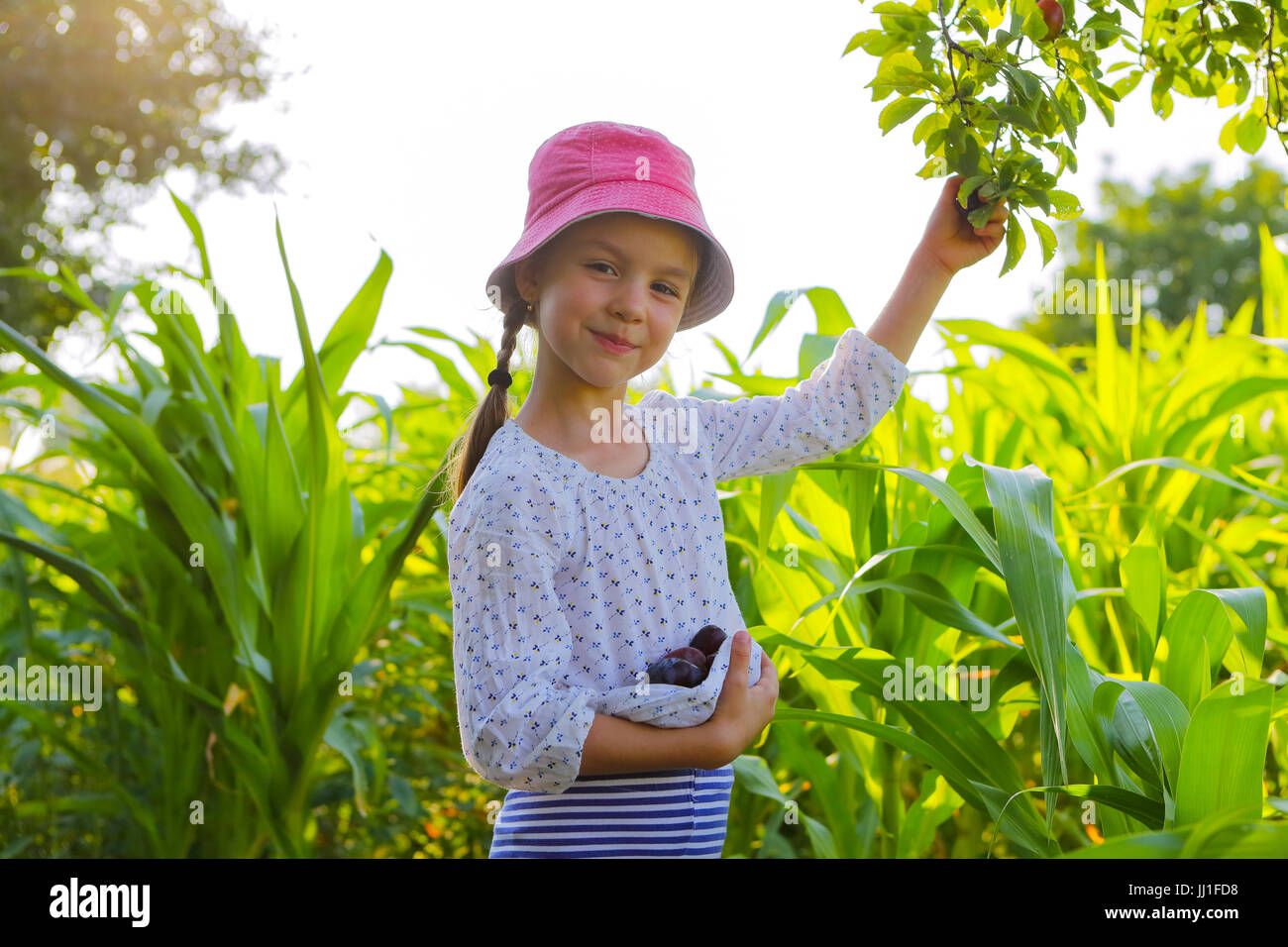 Bambina di prelevare le prugne in un giardino Foto Stock
