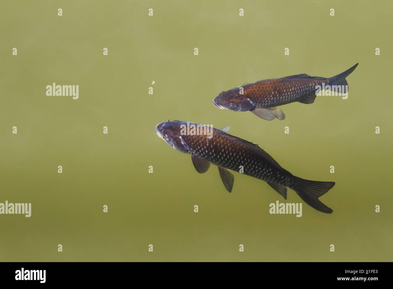 Due carassi nuotare nel lago Foto Stock