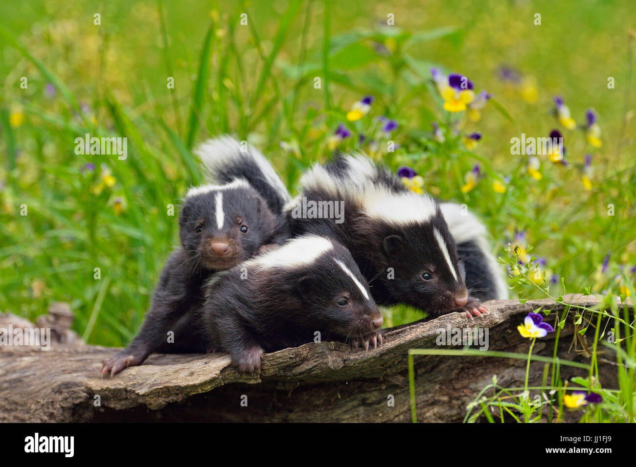 Skunk striato (Mephitis mephitis) neonati, captive, Minnesota wildlife Connessione, arenaria, Minnesota, Stati Uniti d'America Foto Stock