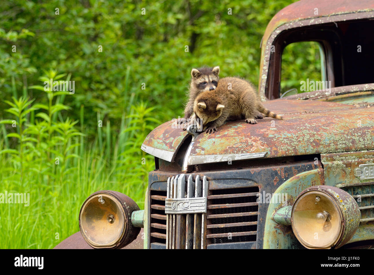 Raccoon (Procione lotor) neonati, captive sollevato, giocando un veicolo abbandonati. Minnesota wildlife Connessione, arenaria, Minnesota, Stati Uniti d'America Foto Stock