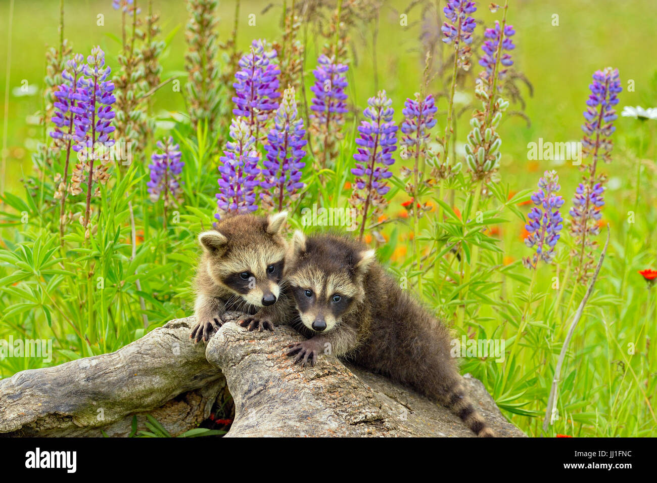 Raccoon (Procione lotor) Baby esplorare la vecchia moncone, captive, Minnesota wildlife Connessione, arenaria, Minnesota, Stati Uniti d'America Foto Stock