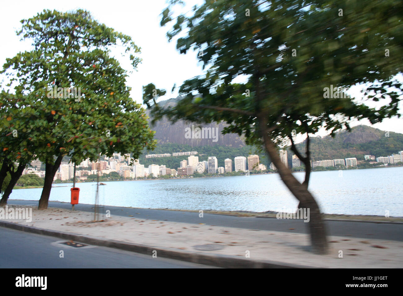 Albero in marciapiede, Rio de Janeiro, Brasile. Foto Stock