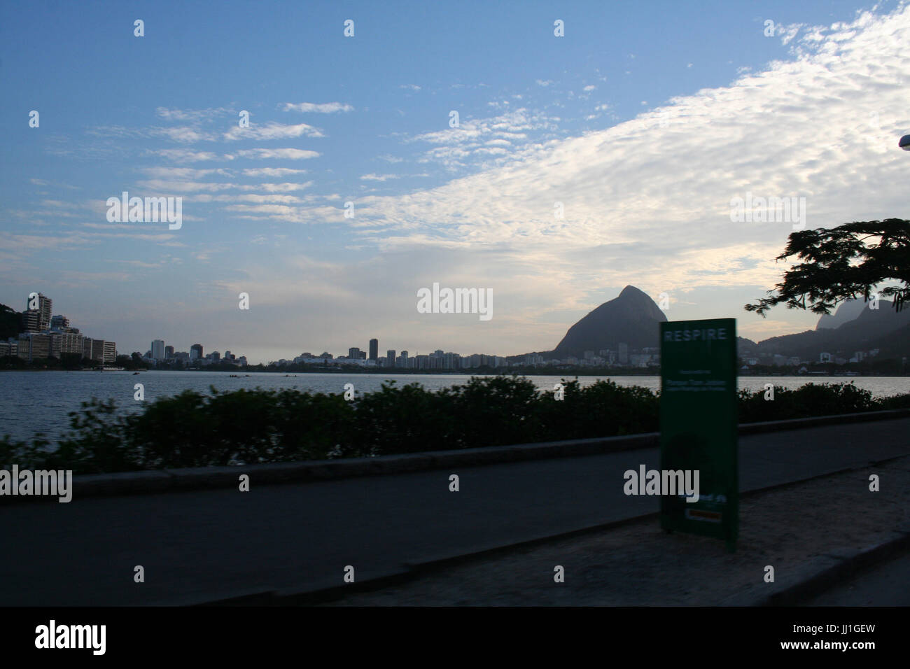 Albero in marciapiede, Tom Jobim Park, Rio de Janeiro, Brasile. Foto Stock