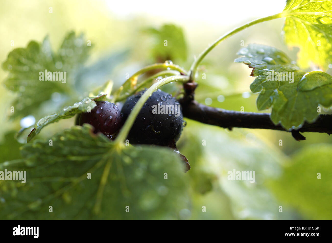 Ribes e uva spina Josta ibrido bacche in giardino Foto Stock