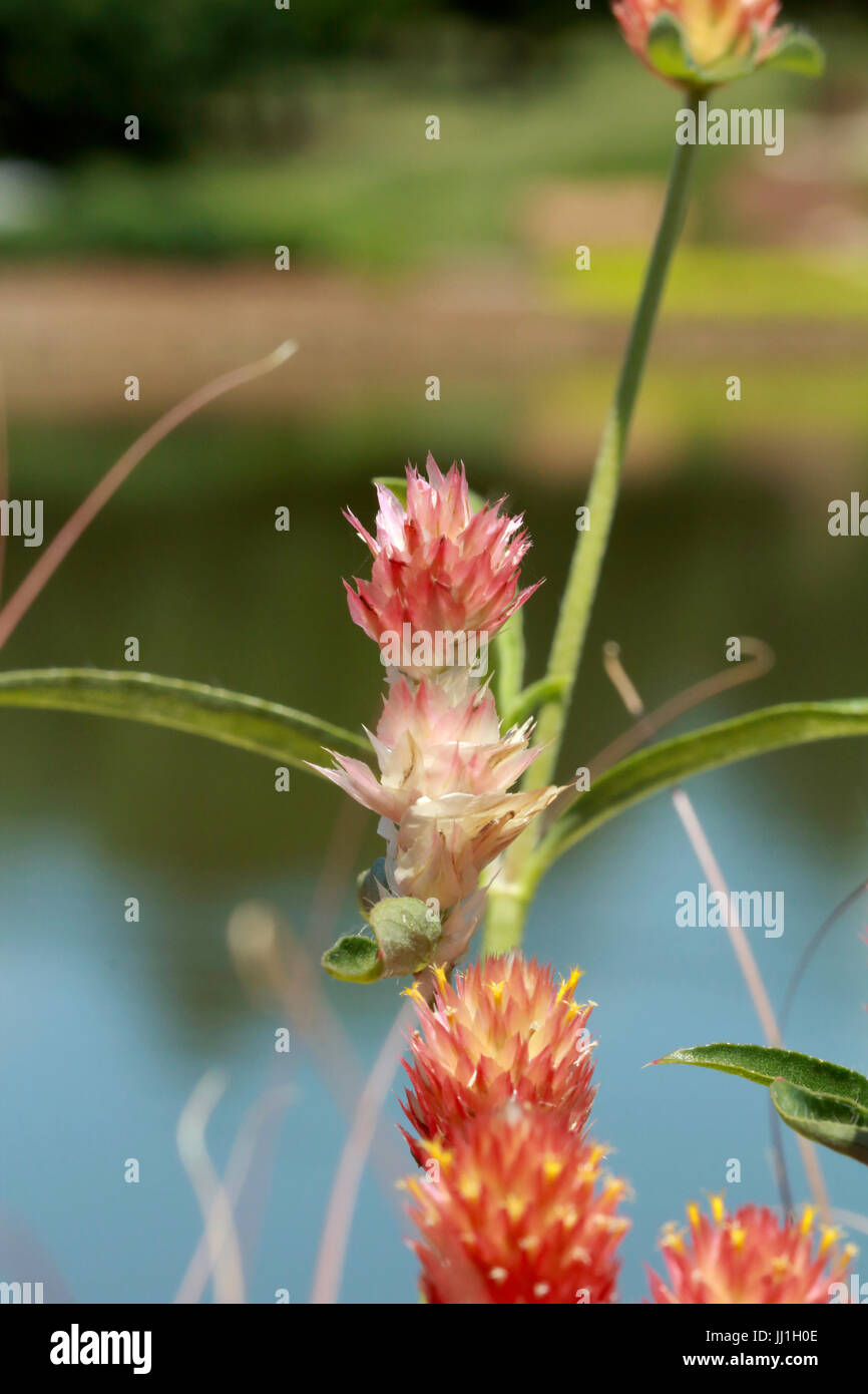 Macro di fiori di fuoco Foto Stock