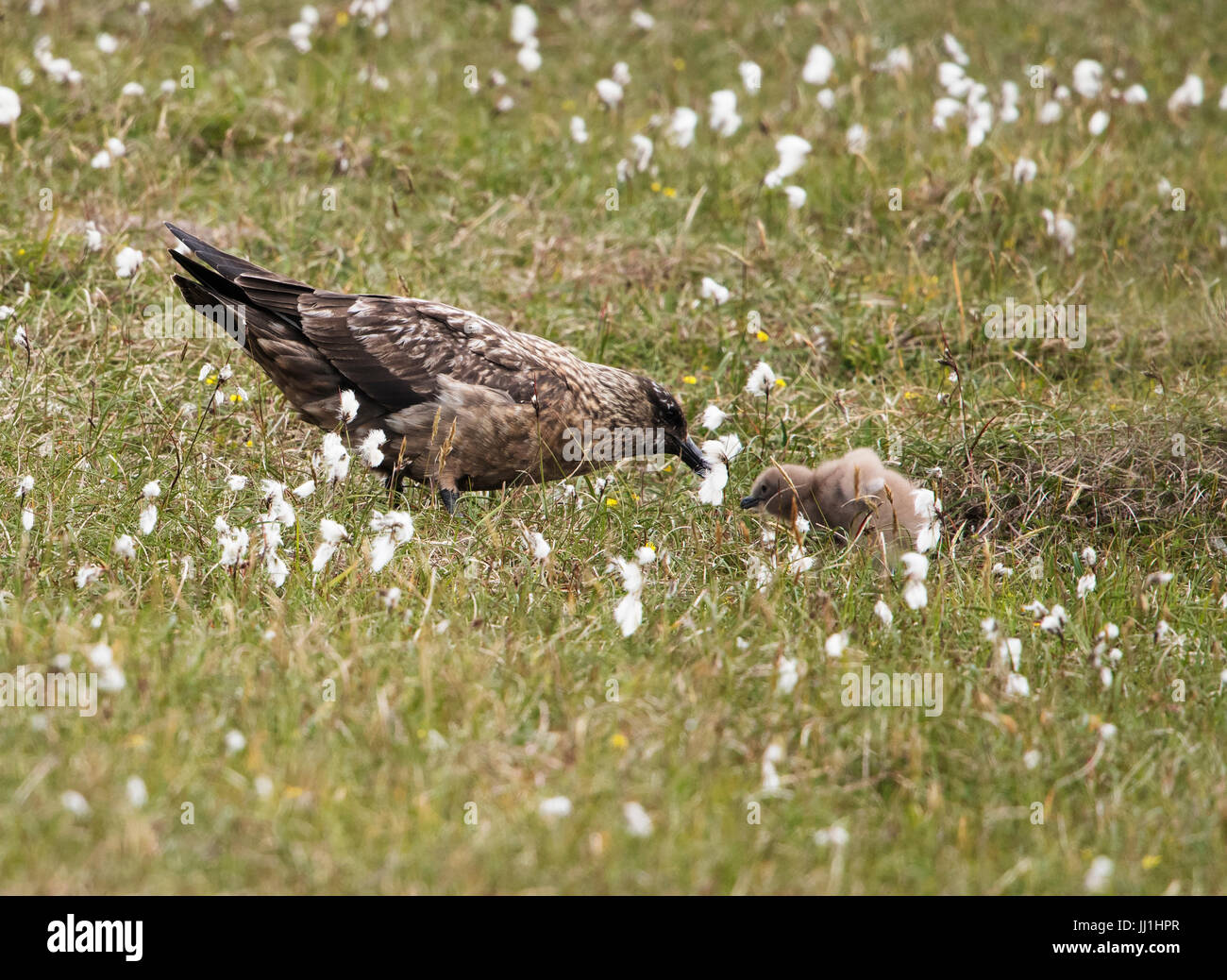 Un grande Skua (Catharacta skua) tende a è minuscolo pulcino, Shetland, Regno Unito Foto Stock