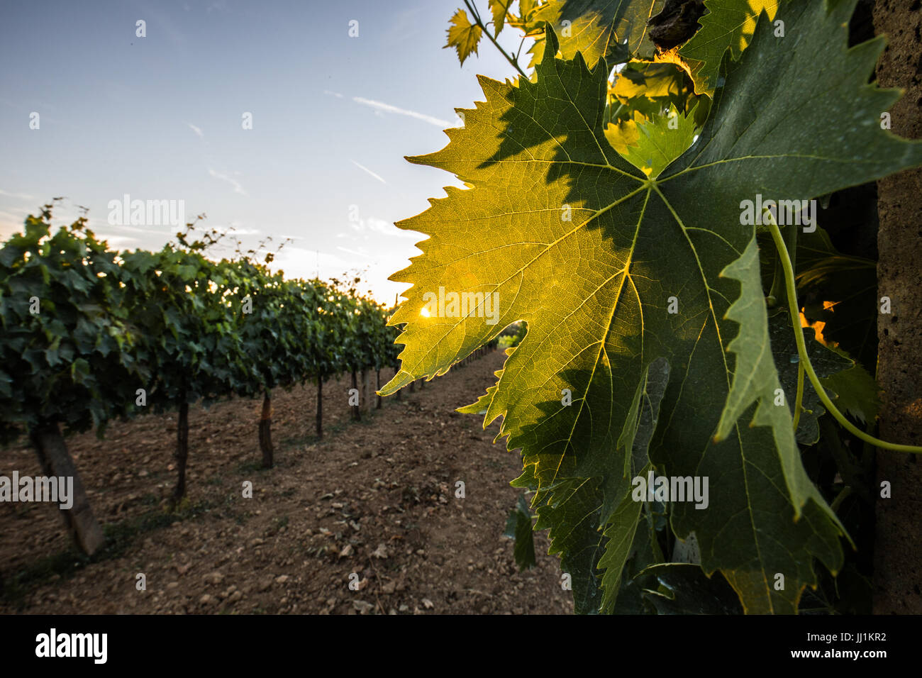 Foglia di vite retroilluminazione Foto Stock