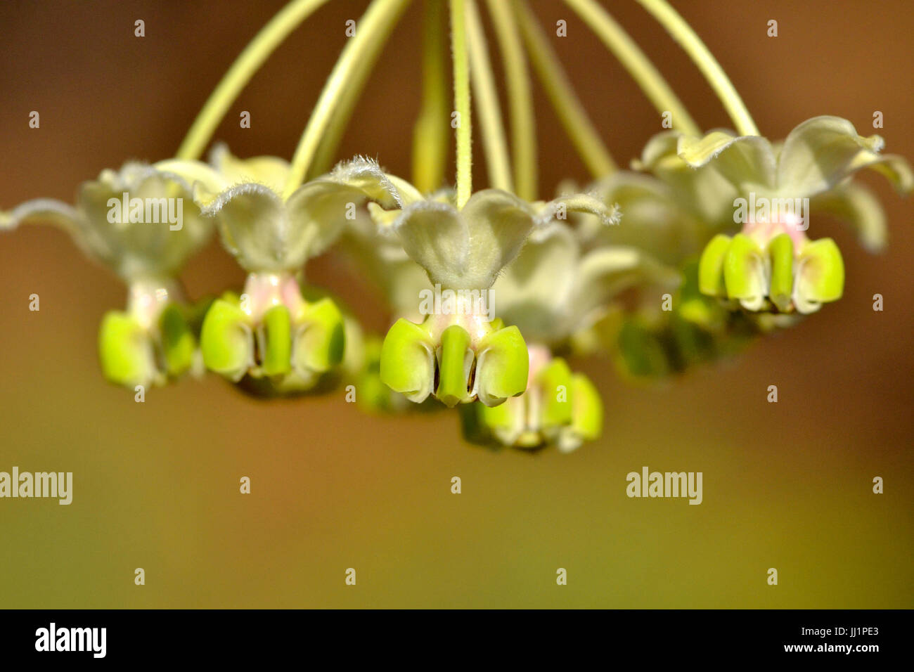 Appendere milkweed fiori che ricordano un lampadario Foto Stock