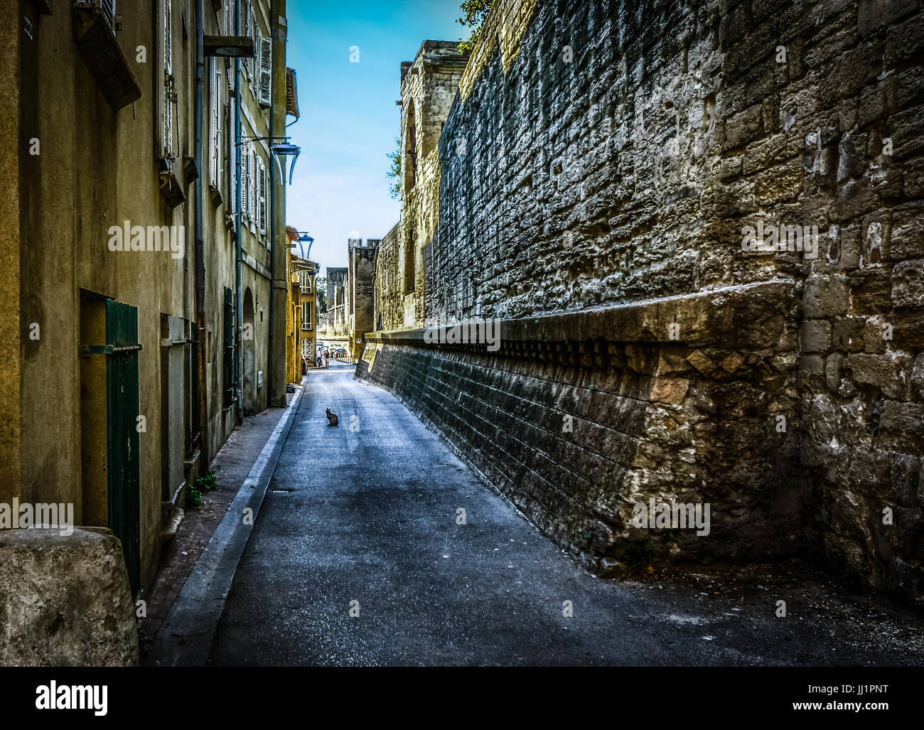 Vicolo con un gatto randagio nella città di Avignon Francia in Provenza Foto Stock