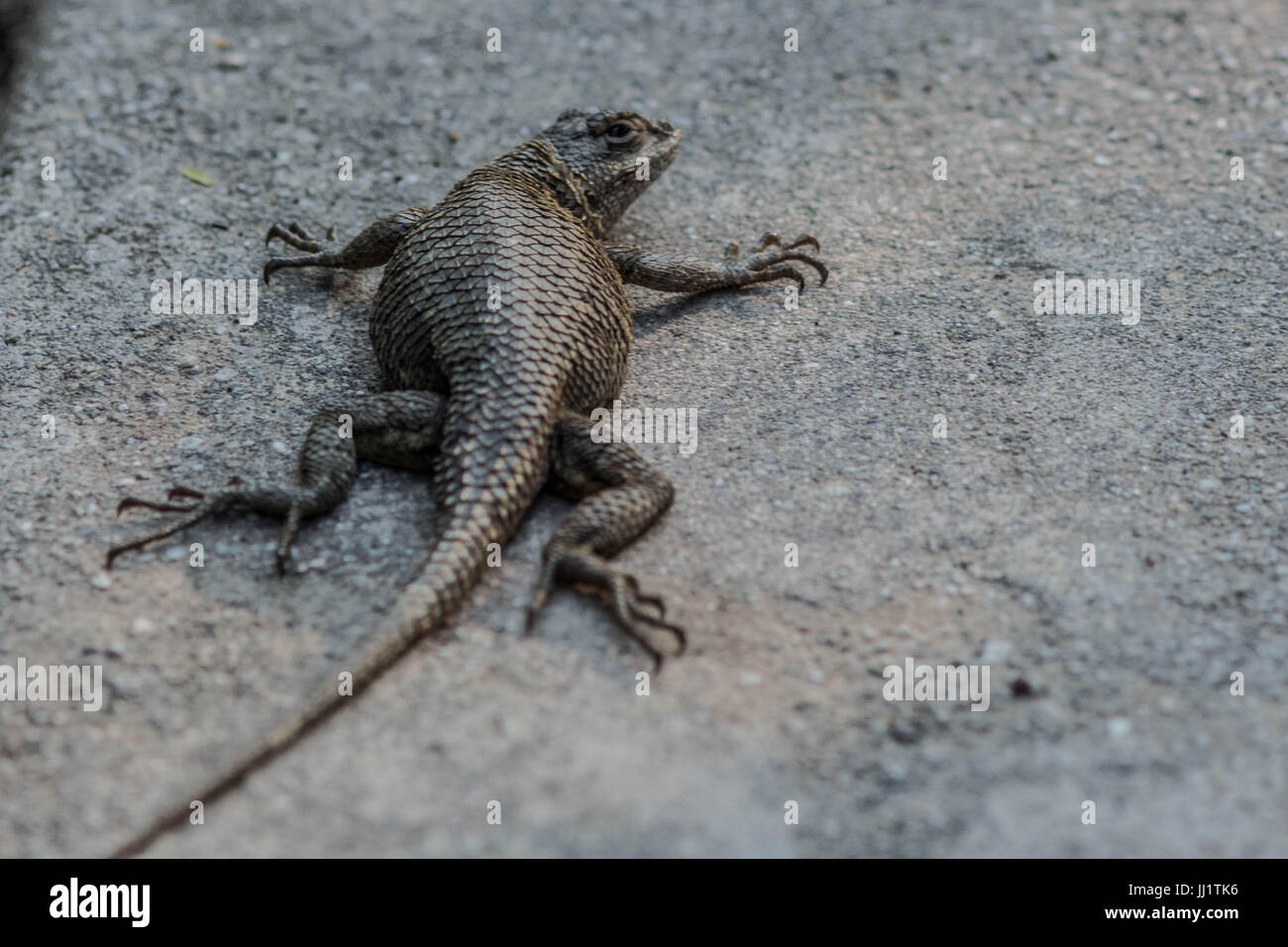 Lizard il pan di tempo Foto Stock
