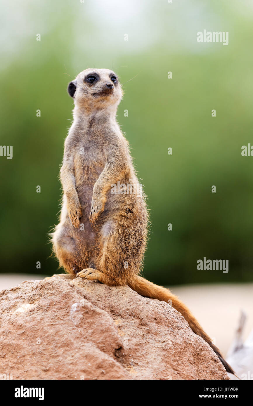 Meerkat, Beauval zoo, Francia Foto Stock