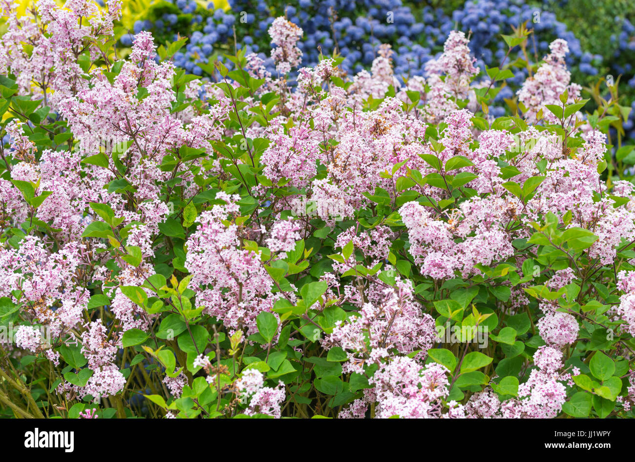 Comune (Lilla Syringa vulgaris) cresce in primavera nel Regno Unito. Foto Stock