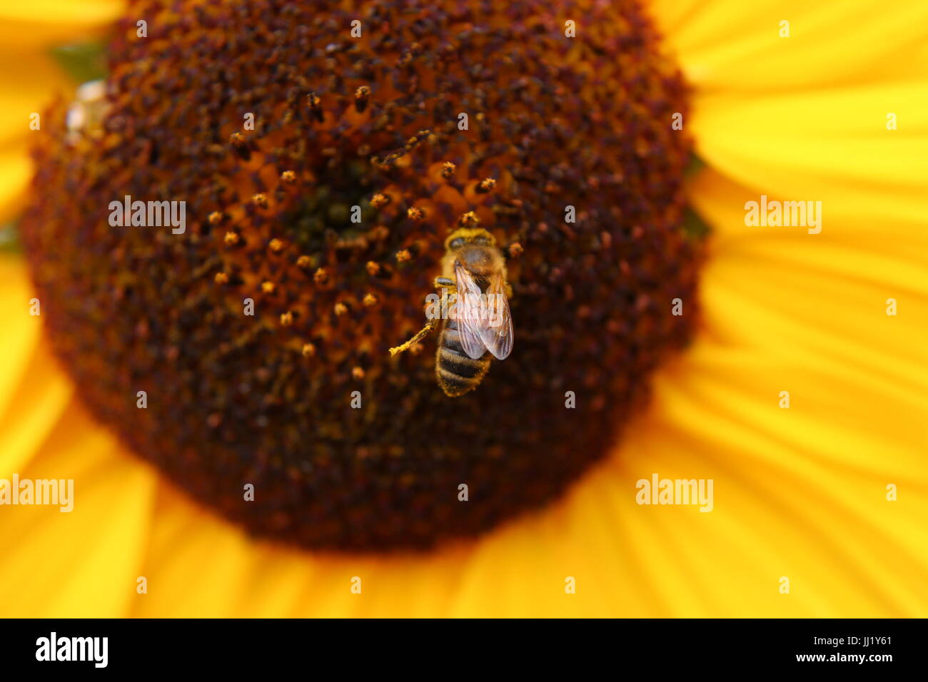 Wasp alimentazione su Sun Flower Foto Stock