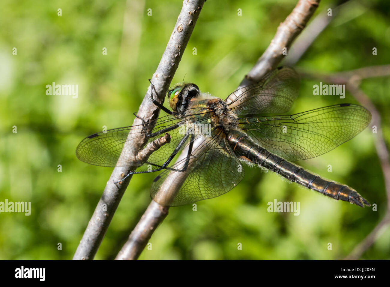 Cordulia aenea femmina Foto Stock