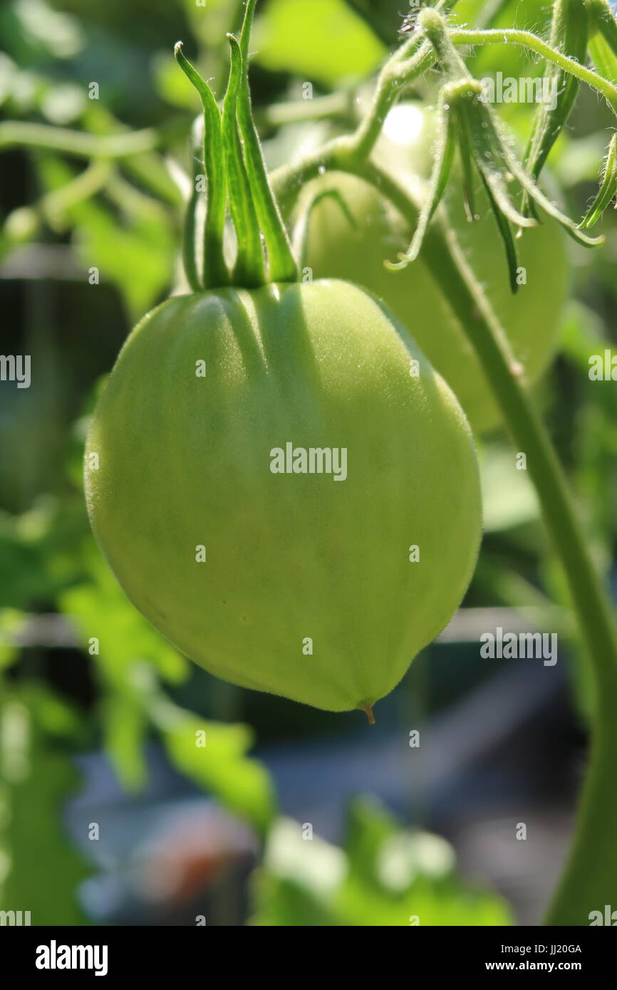 Amish pomodoro Pasta, un cimelio di verde di coltivazione del pomodoro sulla pianta Foto Stock