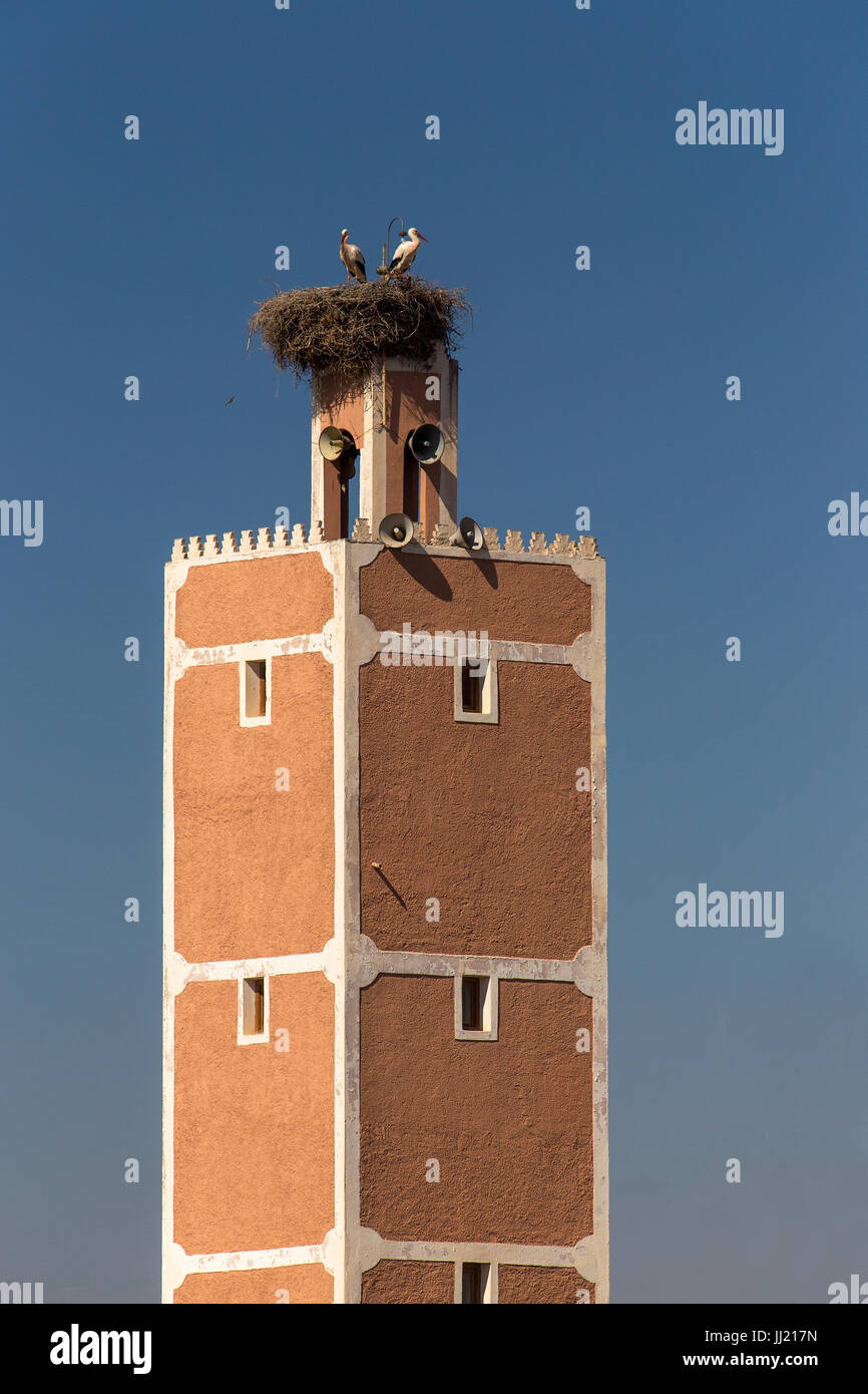 Nido di cicogna sul minareto marocchino Foto Stock