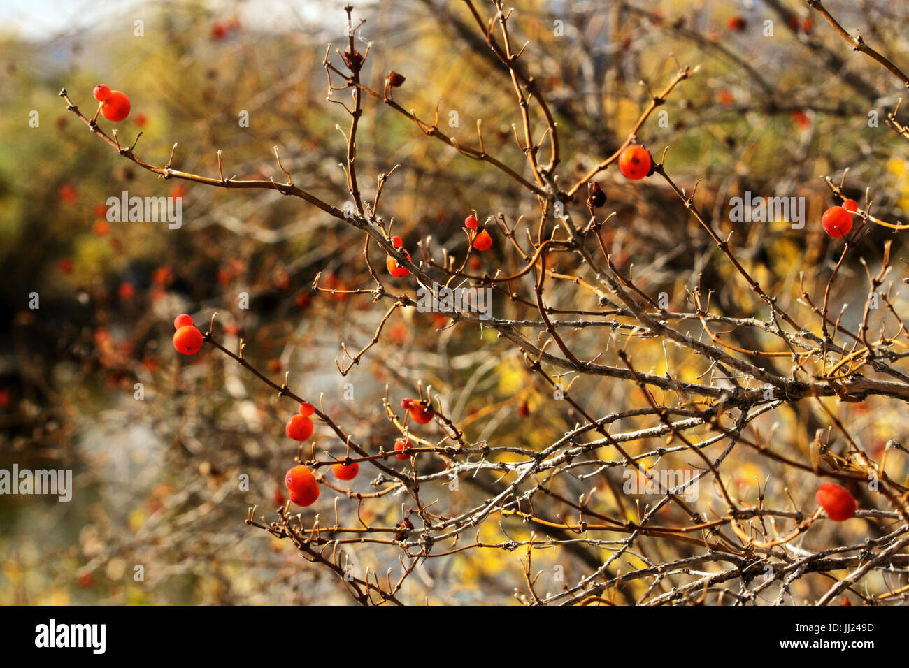 Un arbusto winterberry in inverno senza foglie e un paio di bacche rosse con una offuscata bokeh sfondo. Foto Stock