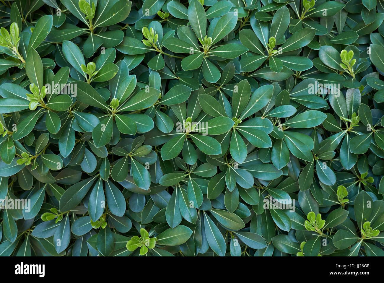 Pittosporum tobira Foto Stock