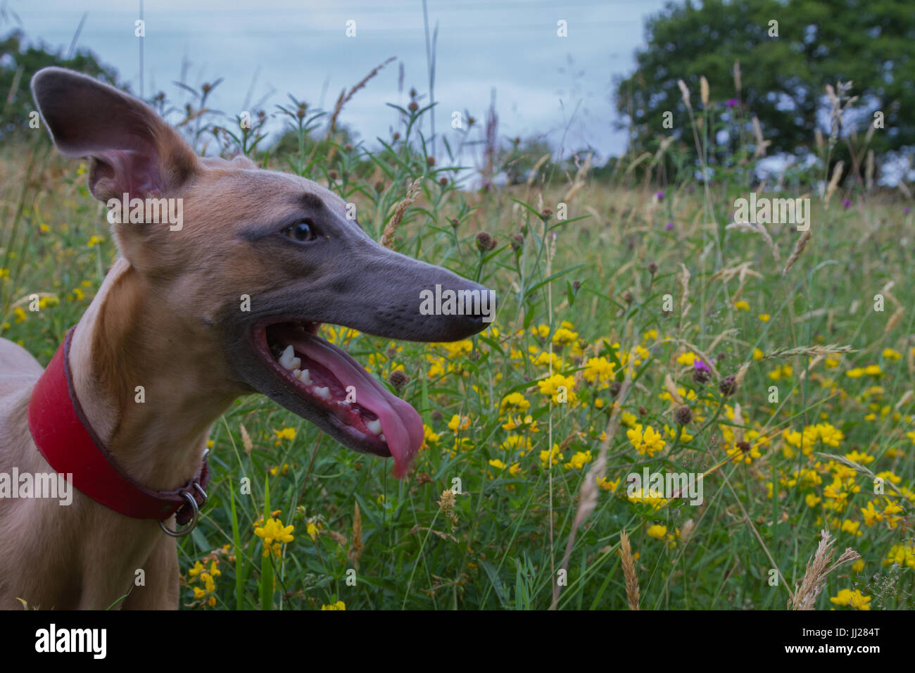 Il whippet, Greyhound, cucciolo nel selvaggio fiore prato Foto Stock