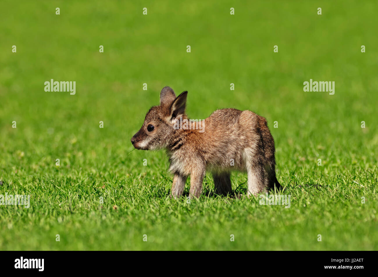 Giovani Red-un wallaby dal collo / (Macropus rufogriseus) / Bennetts Wallaby, Joey Foto Stock