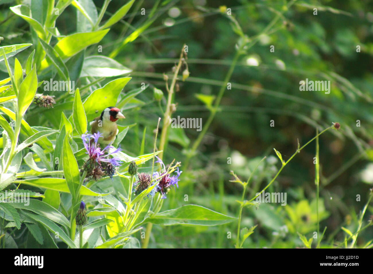 Cardellino appollaiate su un fiore Foto Stock