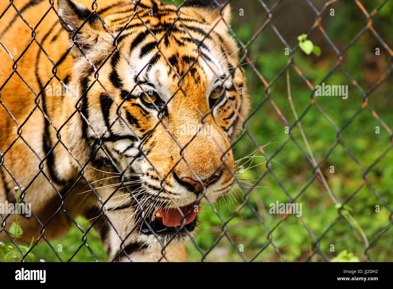 Tiger dietro una catena collegamento recinto Foto Stock